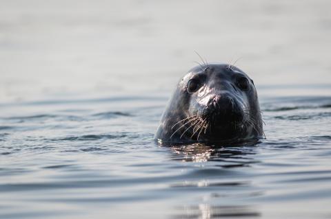 Grey seal (Halichoerus grypus) on a summer morning, Muscongus Bay, Maine. Photo: iStock/Rabbitti